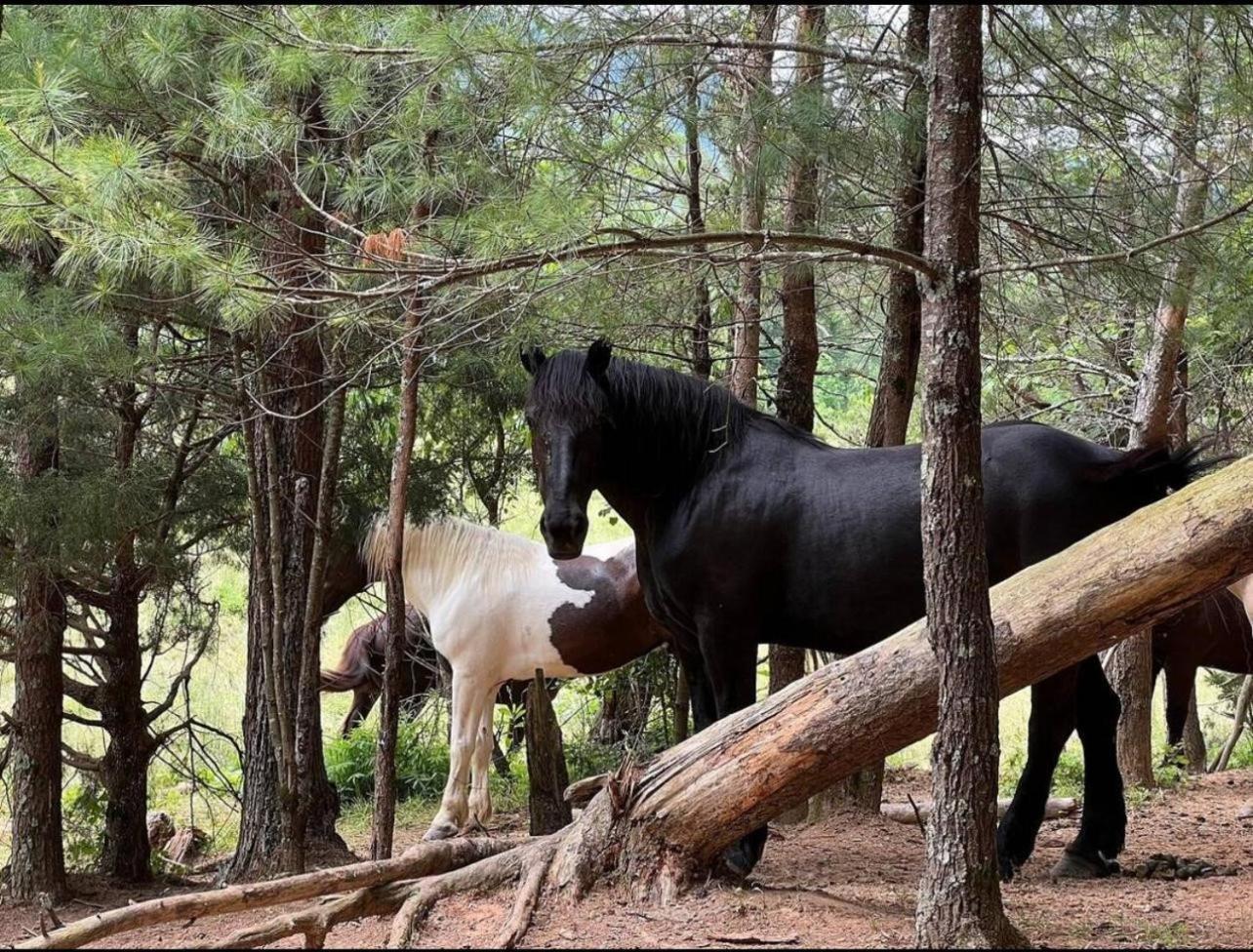 فيلا On Dolly Time 1 Mile From Dollywood بيدجن فورج المظهر الخارجي الصورة